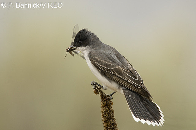 Eastern Kingbird b53-4-063.jpg